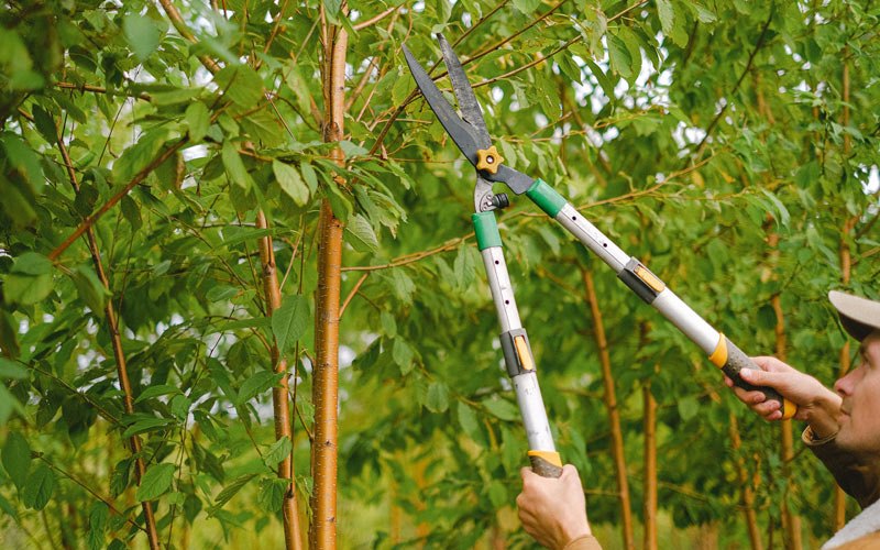Tree trimming in Cresco, IA